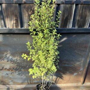 Pittosporum Nigricans L