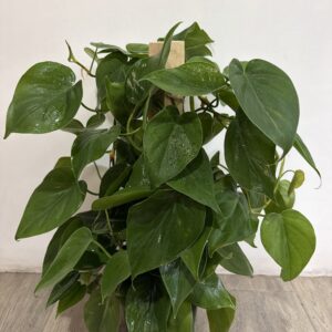 Cordatum verde Totem