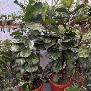 Ficus Lyrata XXL