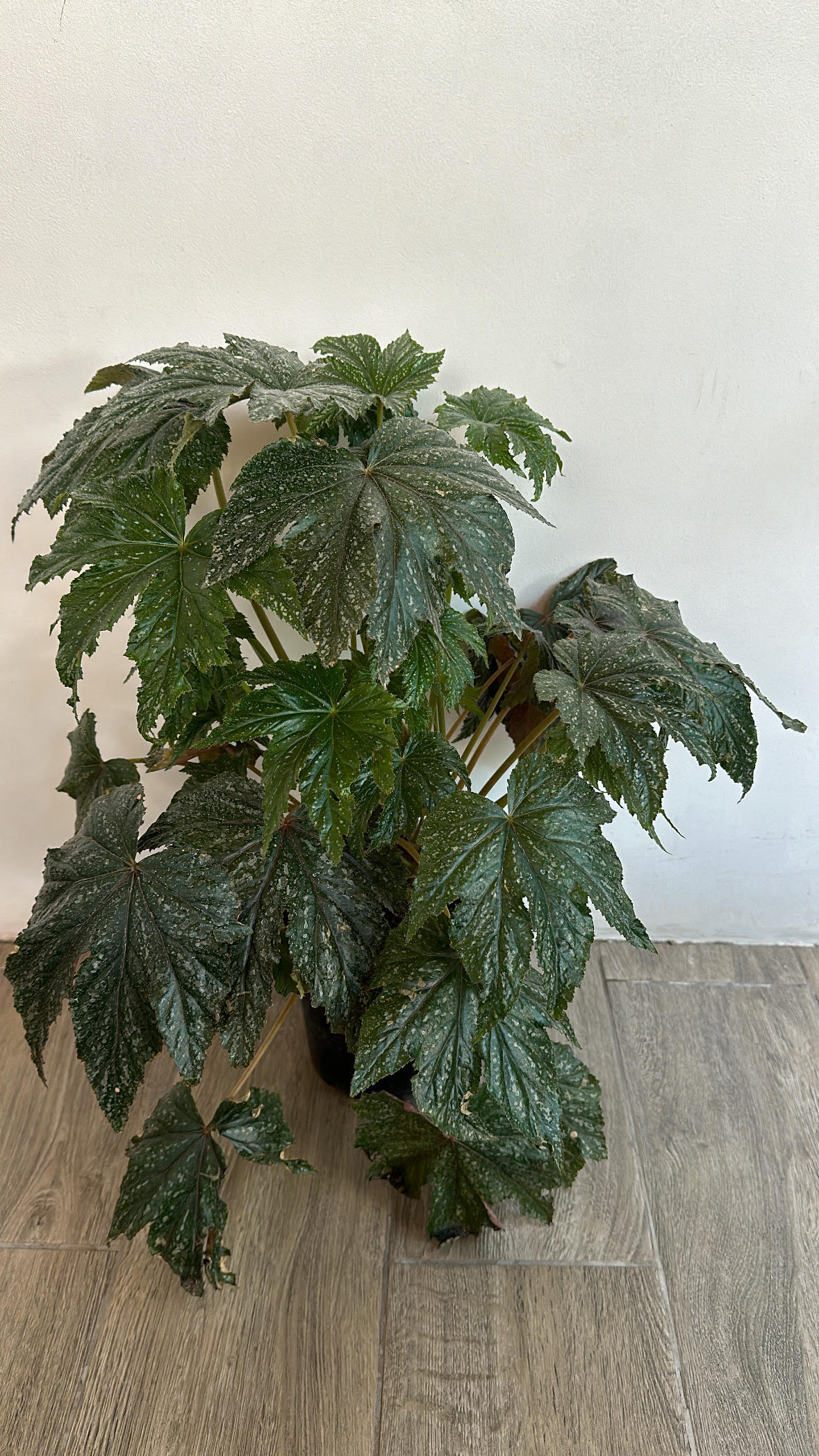 Begonia Gryphon – Vivero Sol y Luna