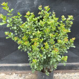 Rush crenata L