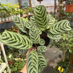 Calathea Burle Marxii