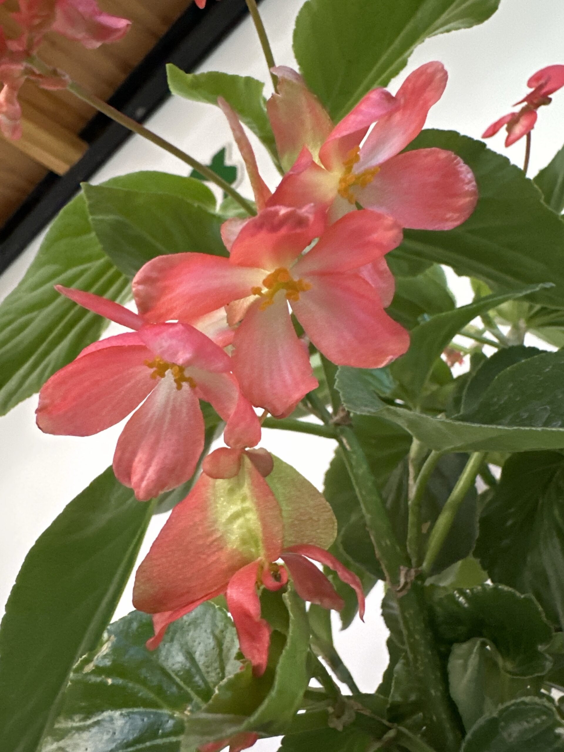Begonia dragon - Imagen 2