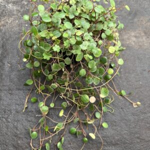 Peperomia Pepperspot