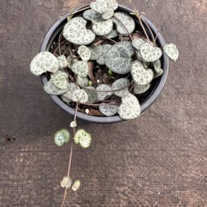 Ceropegia Wodii S