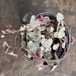 Ceropegia Wodii Variegada