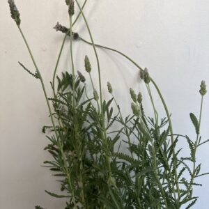 Lavanda Francesa
