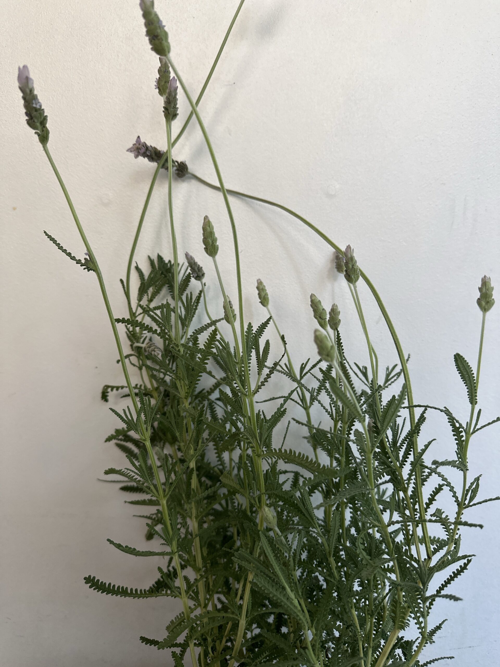 Lavanda Francesa