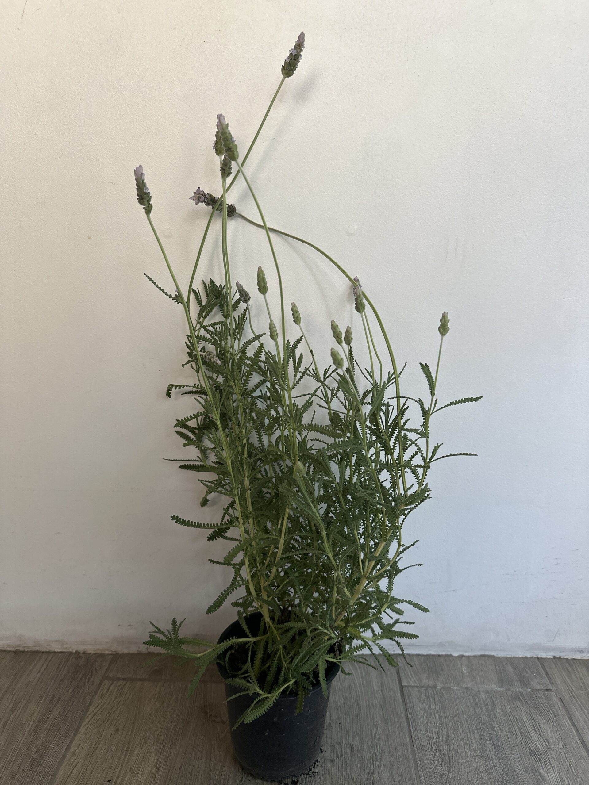 Lavanda Francesa - Imagen 2