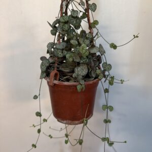 Ceropegia Woodii