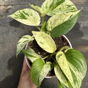 Potus Marble Queen en maceta deco