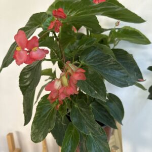 Begonia dragon