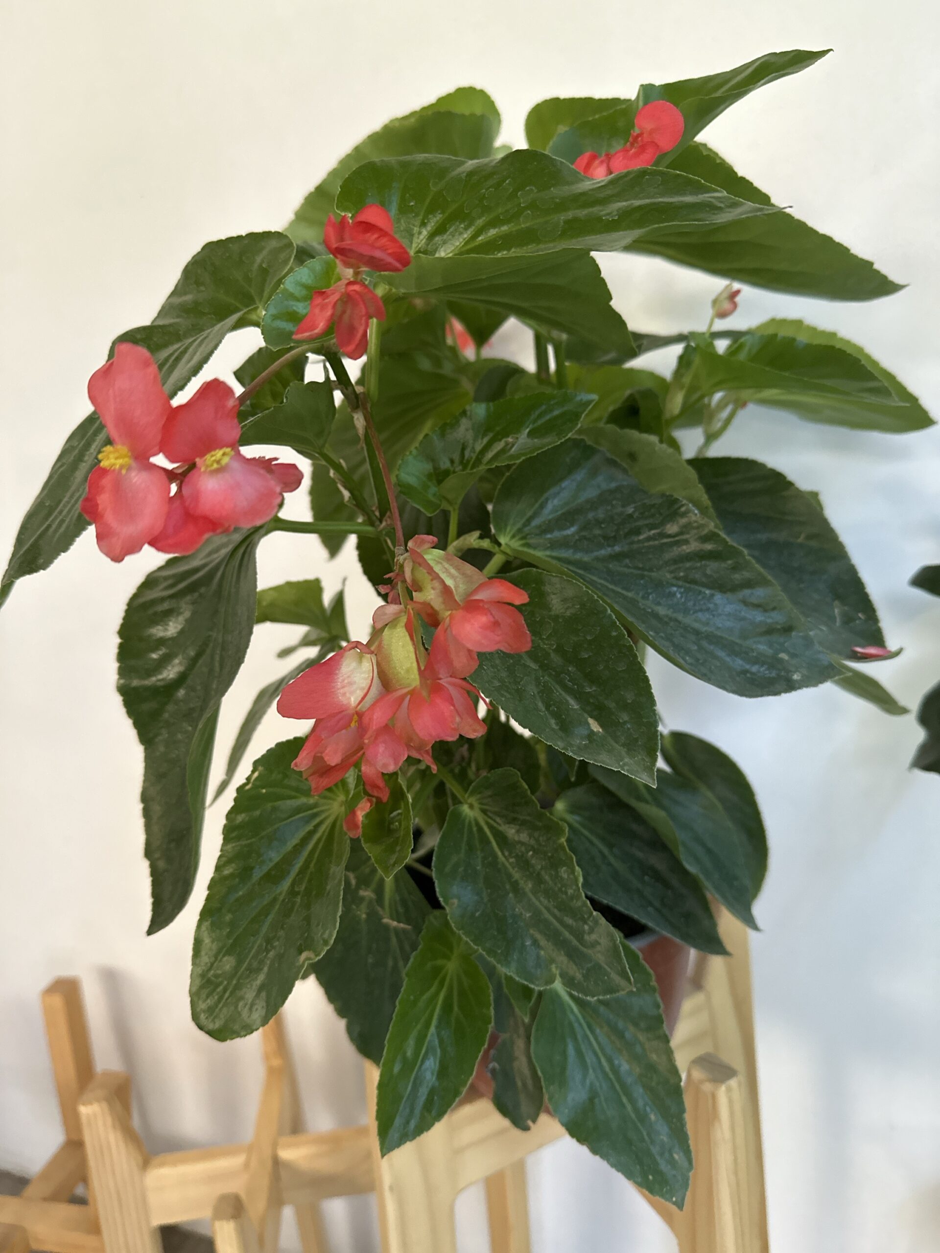 Begonia dragon