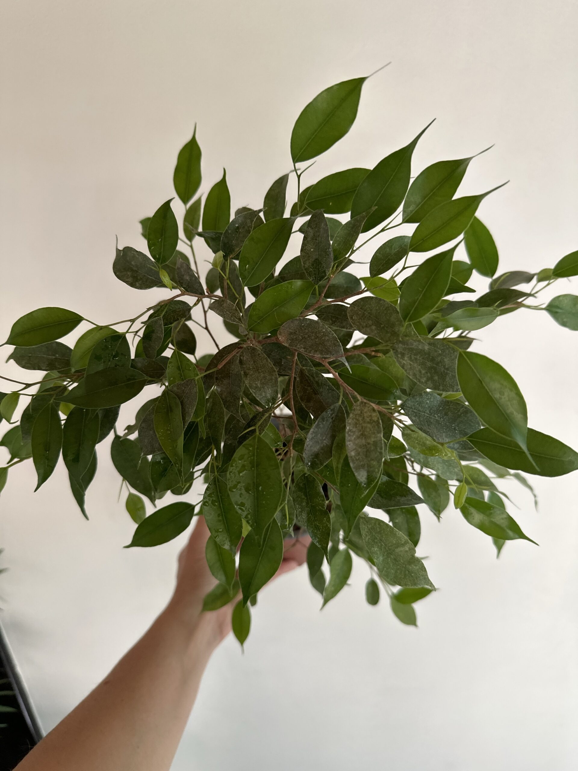 Ficus Enano - Imagen 4
