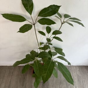 Scheflera Actinophylla