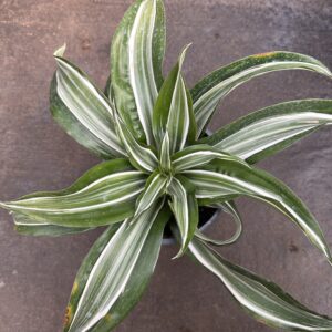 Dracena Warneckii blanca