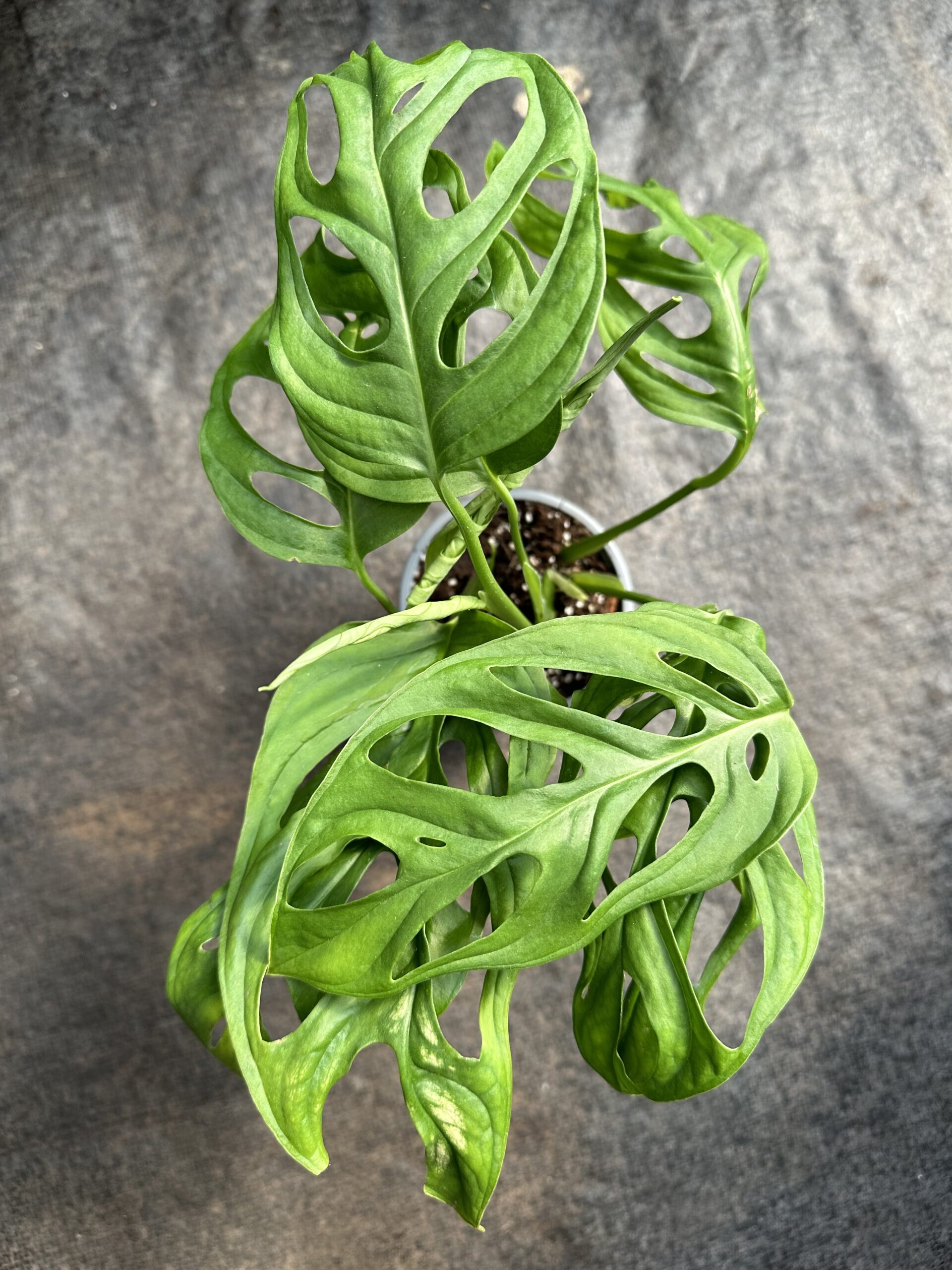 Monstera Adansoni - Imagen 2