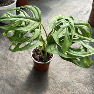 Monstera Adansoni