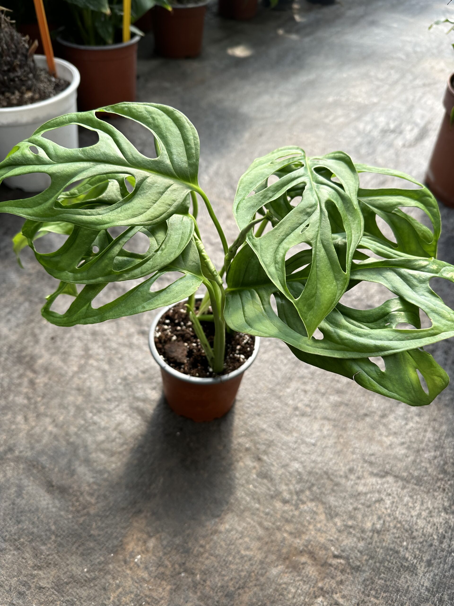 Monstera Adansoni