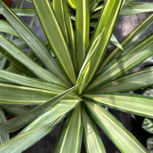 Yuca Variegada