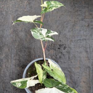 Singonio variegado