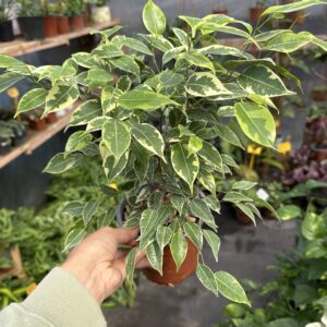 Ficus Enano