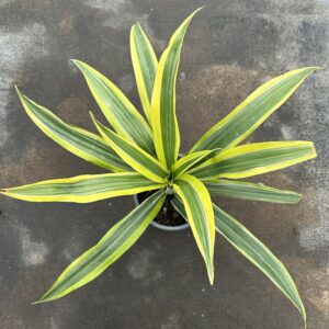 Dracena Lemon