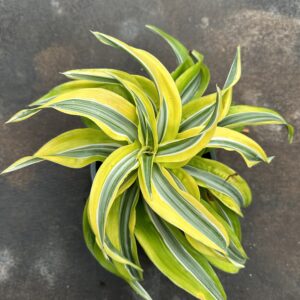 Dracena Warneckii Espiral