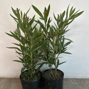 Laurel en flor