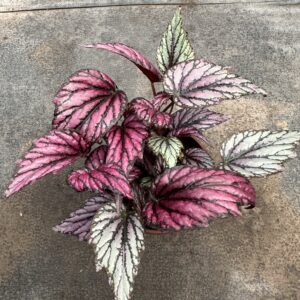 Begonia