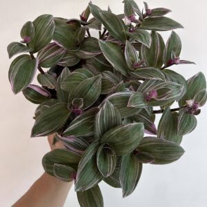 Tradescantia Nanouk