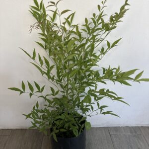 Nandina