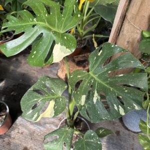 Monstera Thai Constellation L