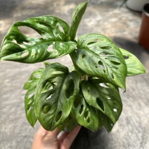Monstera Friedrichstalii