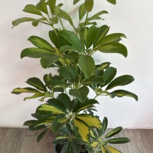 Scheflera