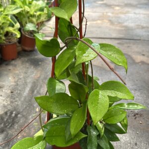 Hoya Carnosa