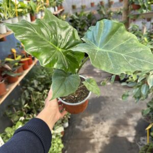 Alocasia Portora