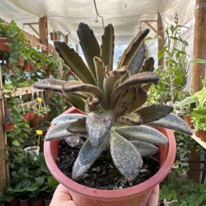 Kalanchoe Tomentosa Chocolate