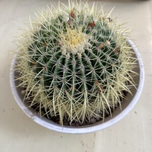 Echinocactus Grusoni XL