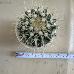 Echinocactus Grusoni S