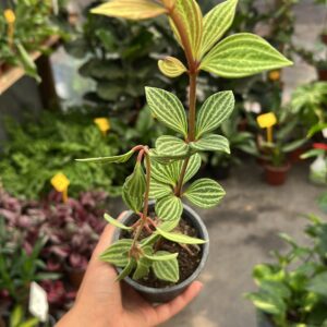 Peperomia Puteolata