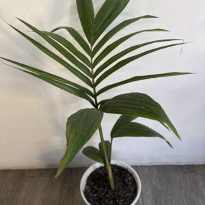 Palmera Kentia