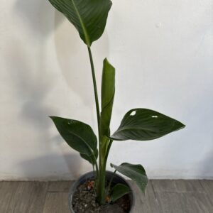 Strelitzia Nicolai