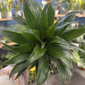 Dracena Compacta