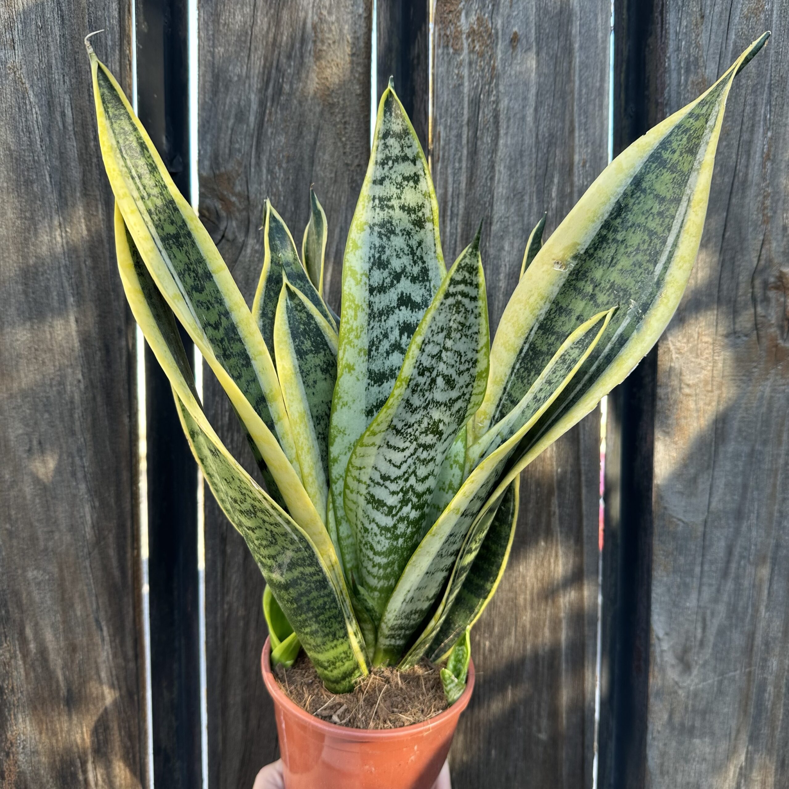 Sansevieria trifasciata Laurentii - Sansevière main image 1