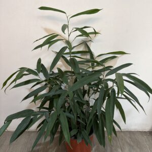 Ficus Ali M