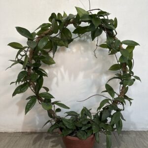 Hoya Carnosa con arco