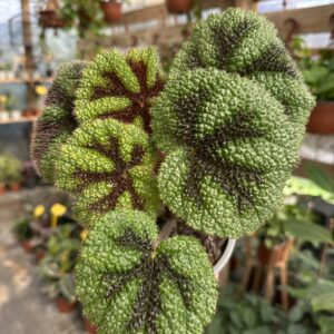 Begonia cruz de hierro