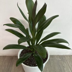 Dracena Rubra