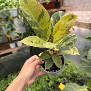 Gomero Shivereana S